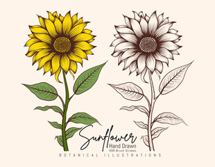 Hand Drawn Vintage Sunflower Highly Detailed Vector Drawing. Hand Drawn Sketch Elements Botanical Illustrations.