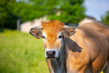 Vache de race à viande en pleine nature au printemps.