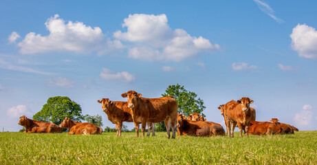 Troupeau de vaches dans les champs au milieu de la campagne au printemps.