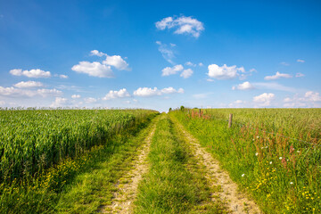 Chemin de terre ou sentier de randonnée au milieu des champs et de la nature au printemps.