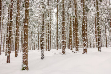 Snowy spruce forest in the winter