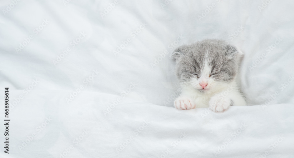 Aufkleber cozy kitten sleeps under blanket on a bed at home. top down view. empty space for text