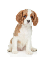 Sad Cavalier King Charles Spaniel puppy sits in front view and looks at camera. Isolated on white background