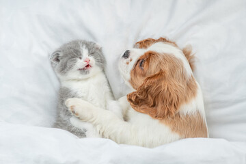 Cavalier King Charles Spaniel sleeps with tiny kitten on the bed at home. Top down view