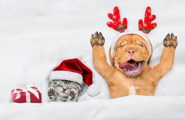 Happy mastiff puppy dressed like santa claus reindeer  Rudolf sleeping with cozy kitten and gift...
