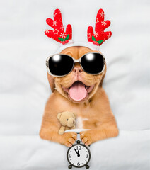 Happy Mastiff puppy dressed like santa claus reindeer  Rudolf lying with toy bear under white...