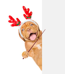 Happy Mastiff puppy dressed like santa claus reindeer  Rudolf looking from behind empty white...