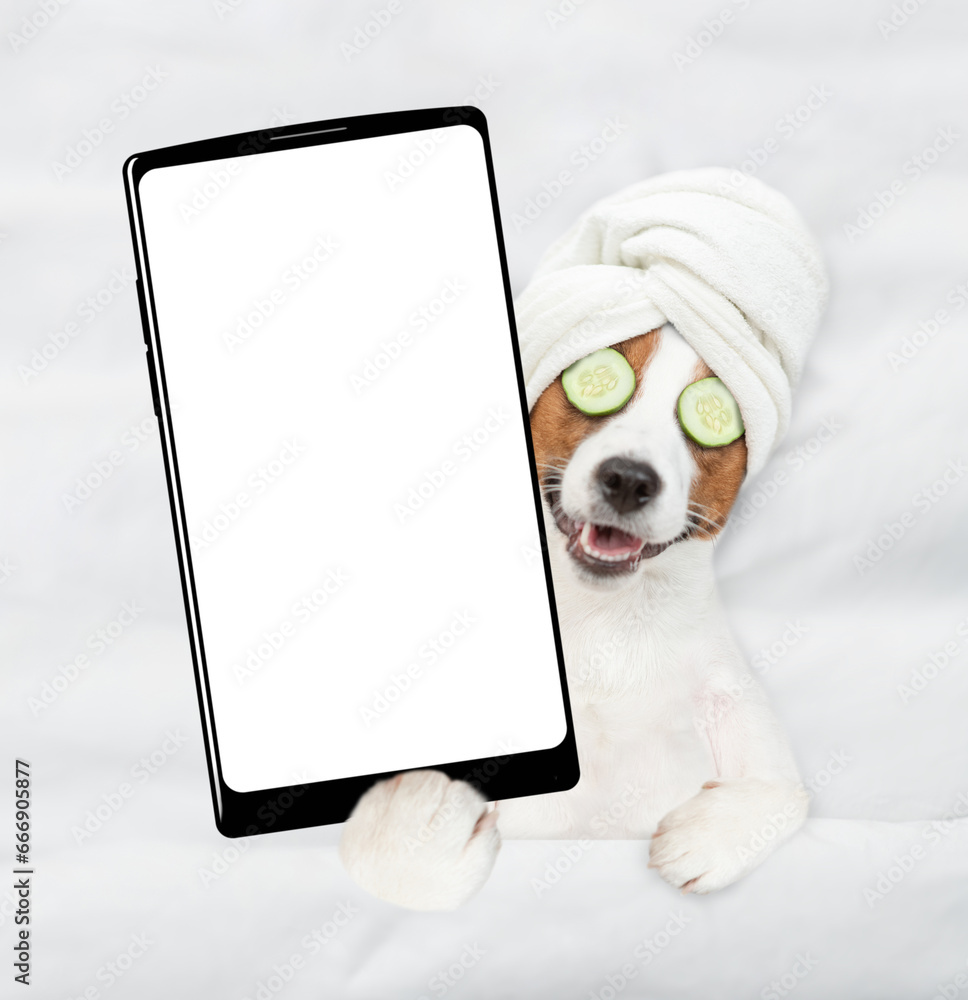 Poster jack russell terrier puppy with towel on it head and with a piece of cucumber on it eyes relaxing on the bed at home and showing big smartphone with white blank screen in it paw. Top down view