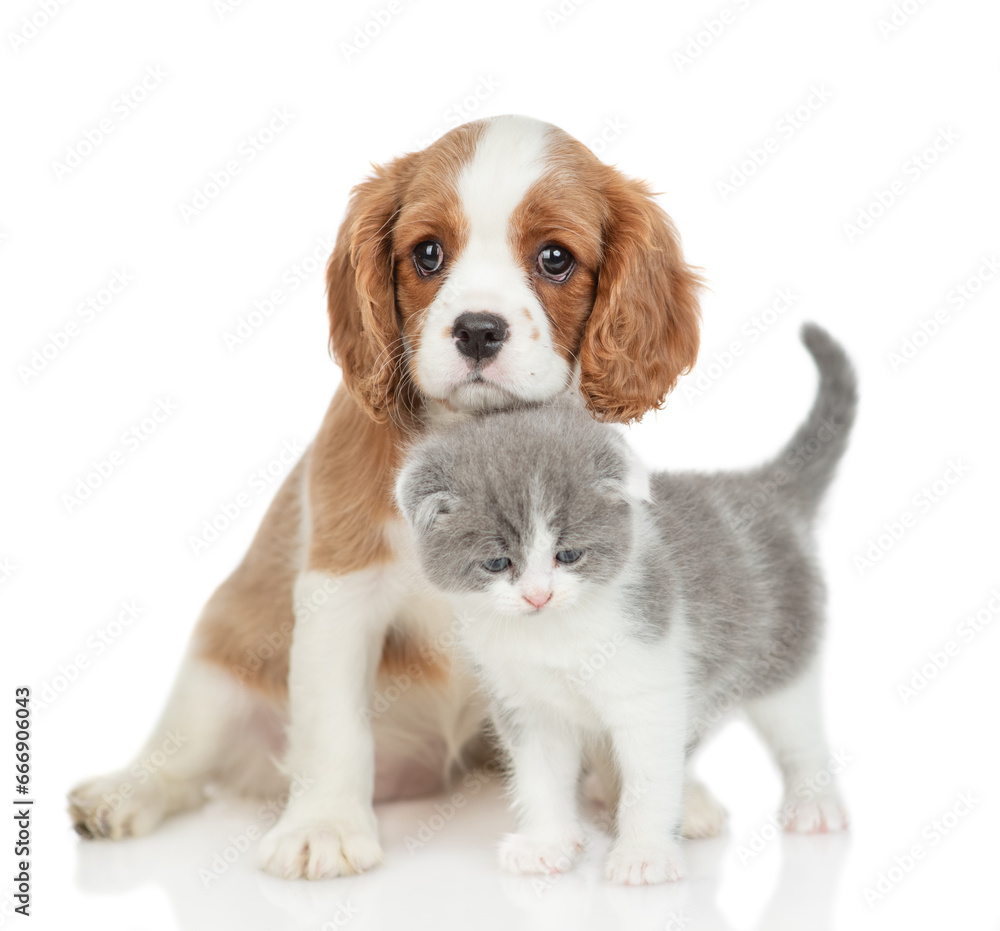 Poster cavalier king charles spaniel hugs stands with tiny kitten. isolated on white background
