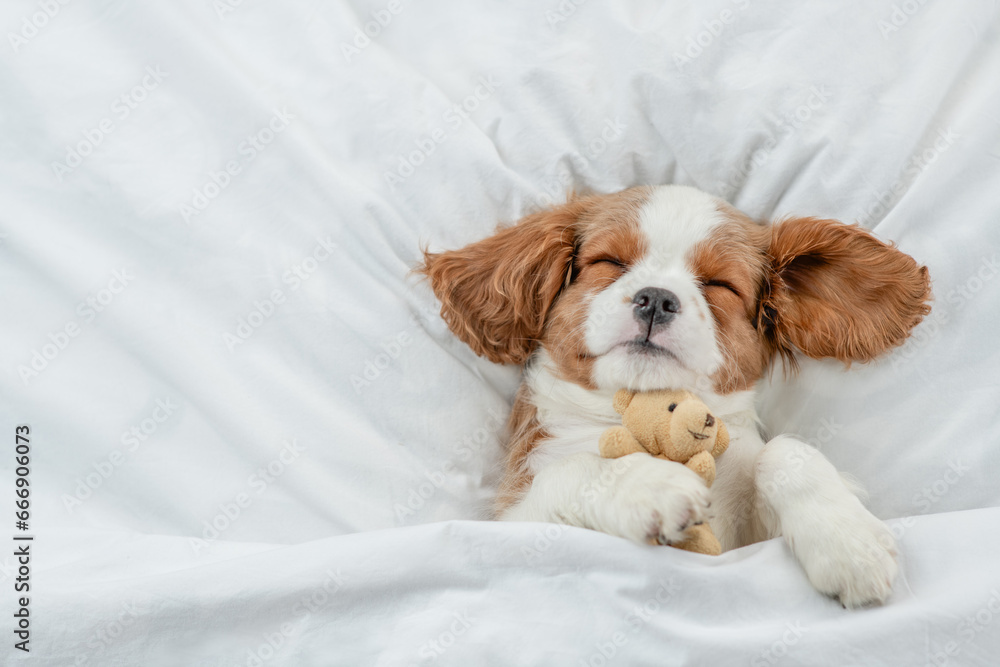 Poster cute cavalier king charles spaniel puppy sleeps on a bed at home and hugs toy bear. top down view. e