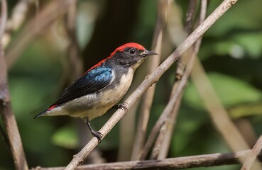 Scarlet-backed Flowerpecker

One of many flowerpeckers in which the male is brightly-colored and the female is predominantly brown.