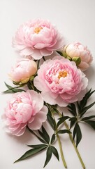 AI generated illustration of beautiful delicate pink peony flowers on the white background