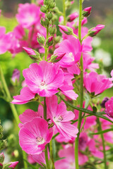 Blooming pink ornamental Sidalcea, a genus of plants in the Malvaceae family, common in western North America.