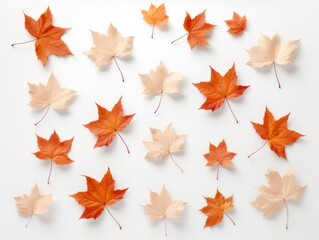 Fototapeta premium Maple leaves. Flat lay.