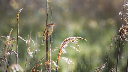 warbler in the reed with morning light