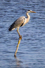 grey heron sitting on perch over water