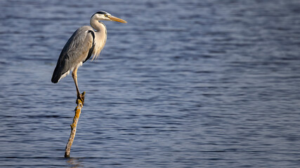 grey heron sitting on perch over water