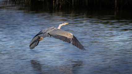 grey heron flying over water
