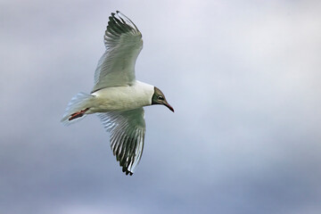 Black Headed Gull flying 