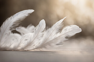 White feathers and an atmosphere of warmth, calm and lightness