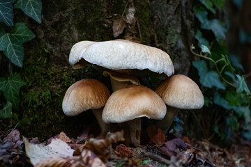 mushrooms in the forest