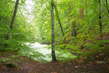 Summer landscape in (seven lakes) Yedigoller Park Bolu, Turkey