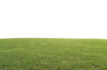 beautiful green field with flower and grass