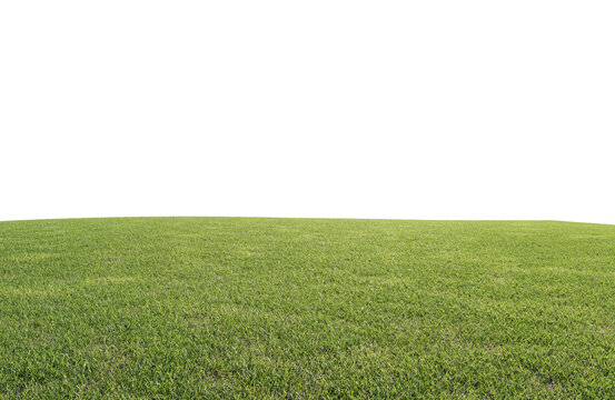beautiful green field with flower and grass