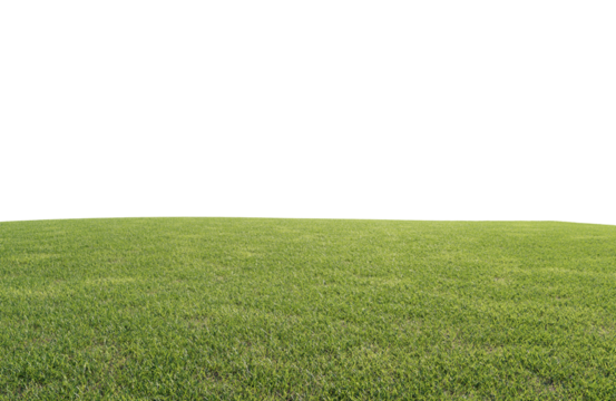 beautiful green field with flower and grass