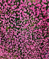 pink and white flowers