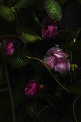 Nature, plant composition of roses, leaves, shoots on a black background in the studio.