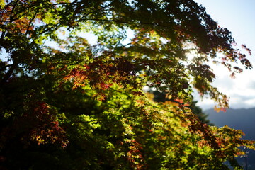 I love how the leaves change color in the fall.