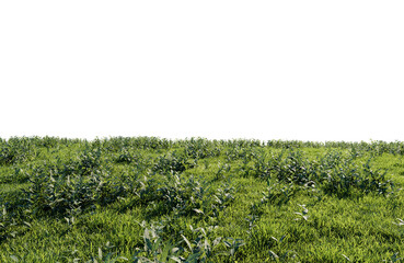 beautiful green field with flower and grass