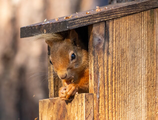 Adorable and hungry little scottish red squirrel eating a nut in the woodland