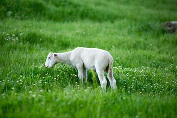 Cute spring lamb image