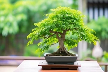 Fotobehang bonsai tree with identification tag © Alfazet Chronicles