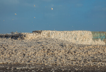 Very stormy sea creating foam - sea snow caused by storm