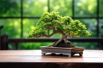 Poster Im Rahmen well-maintained bonsai on wooden table © altitudevisual