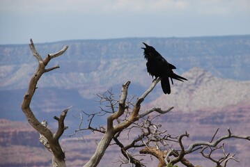 Raven perched on a branch in the Grand Canyon, Arizona