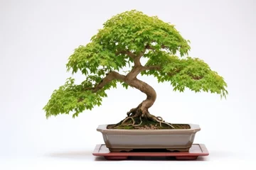 Rolgordijnen bonsai tree with identification tag © altitudevisual