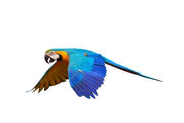 Colorful flying parrot isolated on transparent background png file