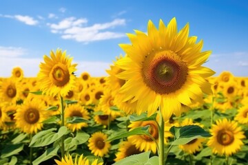 Fototapeta premium rows of blooming sunflowers in a field