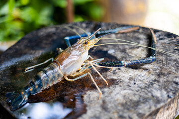 River Prawns On Cutting Board.