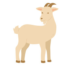 White Goat With Horns | Eid Adha Edition