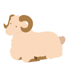 Sitting Big Horns White Sheep | Eid Adha Edition