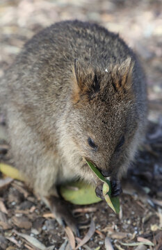 The cute little quokka only found on the island of Rottnest of the Western Australia coast