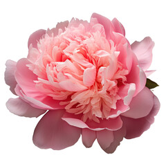Pink peony,beautiful flower  isolated on transparent background,transparency 