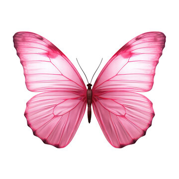 Pink butterfly isolated on transparent background,transparency 