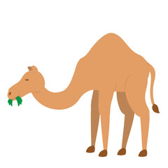 Brown Camel Eating Grass | Eid Adha Edition