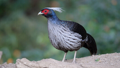Kalij Pheasant 

A distinctive pheasant with bare red facial skin, a backward-pointing crest, and a vertically compressed tail.